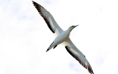 Steve Nicoll;Gannet X Ray;Backlit by a sunny sky.