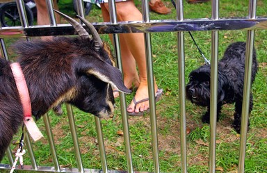 Tineke van der Walle;Goat and Dog stand off