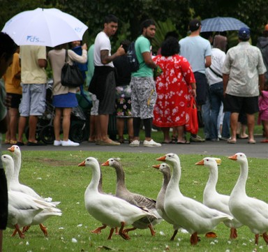 Carolyn Sylvester;QueueingatPasifika;As long as we all keep going the same way we'll get there...