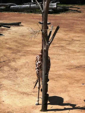 Verena Nistler;Where am I;Auckland Zoo