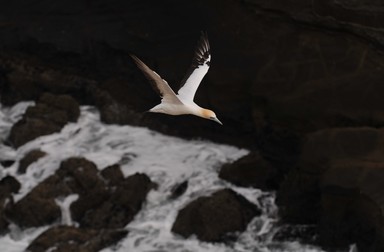 Allan MacGillivray;Gannet@Muriwai