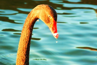 Paras Kumar;Swan;Taken at western springs lake, Auckland.