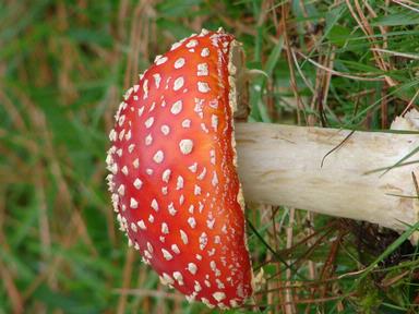 deb moncur;wheres the fairy?; taken at our local park