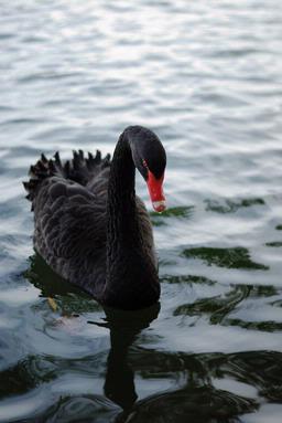 Gavin Tasker;Black_swan; A spot of colour at Western Springs