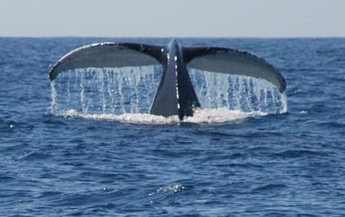 Peter Haarhaus;Whale;Poetry in motion