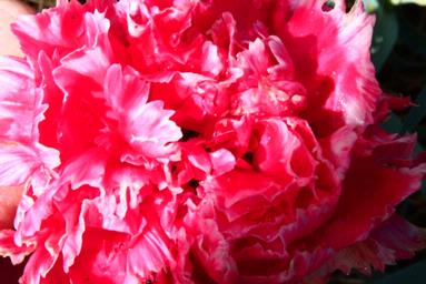 Maria Bryleva;Lave;A flower in my West Auckland garden.