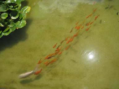 Detlev Jackson;Koi, Wintergarden;Taken at the pond in the Wintergarden, Auckland Domain