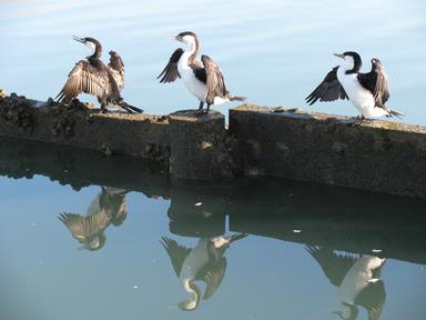 Lynda Webster; Looking Good; Shags at Bayswater Marina