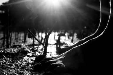 Maria Luciana Cucchiara;Swamps;Waiheke Island