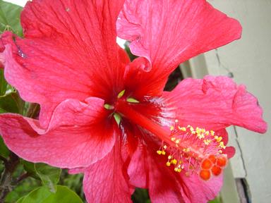 Kelly Chaston; Hibiscus Summer