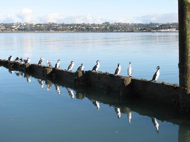 Lynda Webster; Preening Time;Shags at Shoal Bay