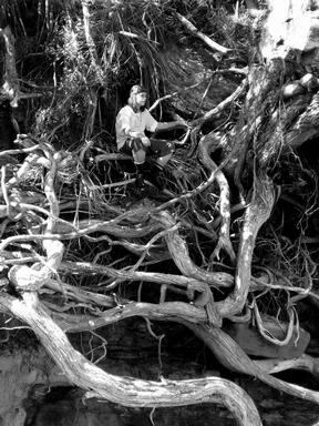 Rebecca Harrington; Twisted Journey; Taking refuge in the branches at Winston's Cove, North Shore