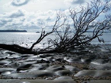 Windy Cahill;Fallen; French Bay