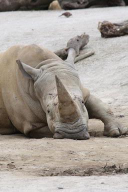 Jeff Osbourn; It's been a long day; Auckland zoo