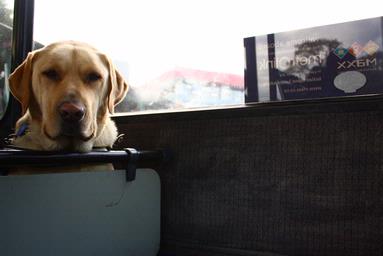 Natalee Tan; catering everyone; unitec bus   an owner and her dog sitting on the bus. the dog must have been a dog in training at unitec.