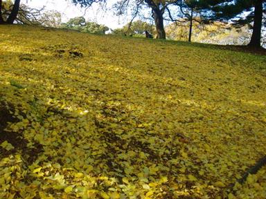 Lego; Autumn Leaves in Albert Park