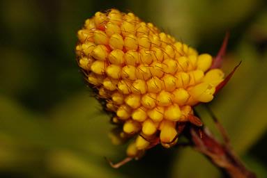 Steve Harper; Bromiliad ;Eden Gardens