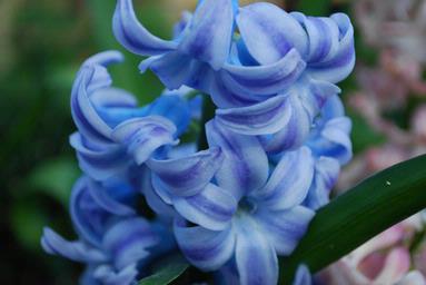 Chamalie Jayaweera; Winter Gardens; Blue