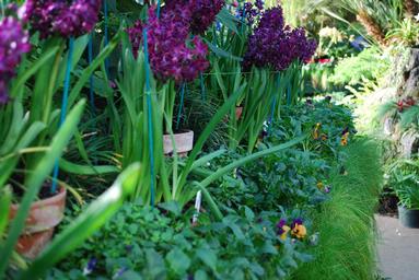 Chamalie Jayaweera; Winter Gardens; Purple