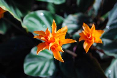 Chamalie Jayaweera; Winter Gardens; Orange
