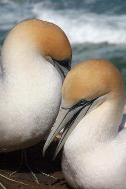 Shangyuan Lu; Gannet; Taken from the gannet habitat, Muriwai Beach