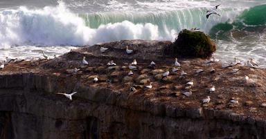 Blair McTaggart; Muriwai Gannet Colony