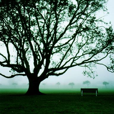  The smooth morning fog in Avondale, Auckland