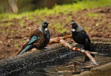 Steve Harper; Tui talk; Bathing Tui @ Cornwall Park