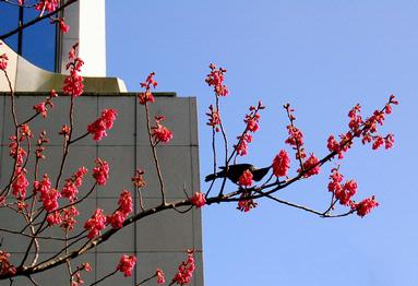 Lena Fedosova; Spring is coming;(Myers Park)