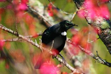 Hank Westerdaal; Early spring feeding