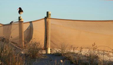 Karen Williamson; Omaha Spit; Oyster Catcher in the protected dunes at Omaha Spit