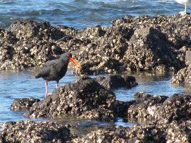 Lynda Webster; Oyster Catcher at Milford Beach