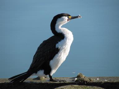 Lynda Webster; Pied Shag; Taken at Bayswater