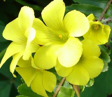 Bony Sahni; Spring Flower