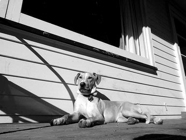 Colin Finch; A dog's perspective