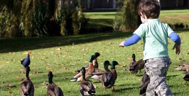 Jo Rowley; Chasing Ducks; Portland Road