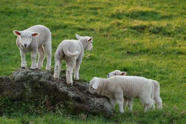 Steve Harper; Top Lamb; Lambs have fun, too