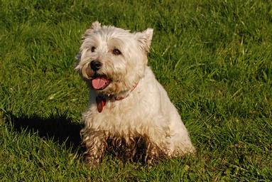 Steve Harper; So? Who needs a bath?; Walking with the dogs