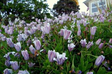 Lena Fedosova; Evening Flowers; Milford