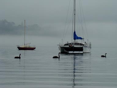  Taken at Herne Bay Beach, swans glide in the water through the fog