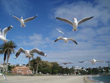 Angela Burzig; Gulls at St Heliers Beach; This photo was taken while feeding the gulls