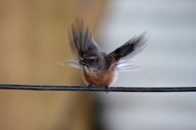  This was taken in Drury, South Auckland.  We get a lot of these sweet birds around there, and some of them are quite comfortable around people.  This one was busy catching small insects and kept coming back to perch as if showing them off.  If you look closely, you can see the small fly caught in his beak!