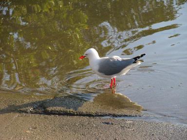 Lynda Webster; Sea Gull; Milford Marina