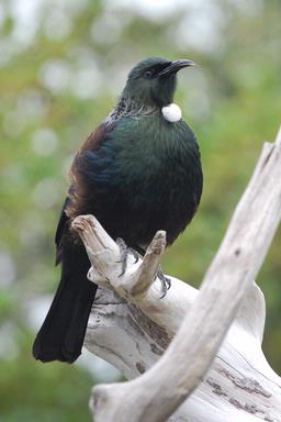 Stephen McLuckie; Tui with attitude; Taken on Tiritiri Matangi