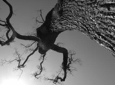 Lynn Clayton; Spooky Old Tree Cornwall Park; The shapes of these trees in winter are reminiscent of one of my favourite childrens books! 'The Spooky Old Tree'.