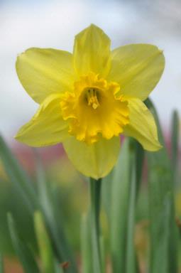 Jo Charman; Spring delight;taken at South Auckland Botanic Gardenrs