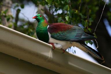 Hank Westerdaal;Kereru