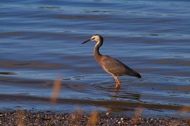 Hank Westerdaal;Heron