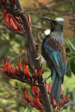  Tui