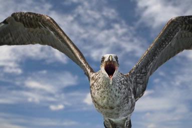 Theodoor Venter; Seagull; Seagull taken off a boat in Auckland Harbour, Canon EOS 400D, Iso 200, F5.6, 1/1500